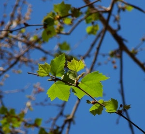 foglie, verde, cielo, rami, azzurro, albero, sfocato, tralci, venature