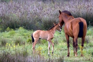 puledro, erba, cavalli, zampe, coda, animali, cavalla, verde, criniera, cavallo, due, prato, fiori, orecchie