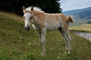 cavallo, erba, prato, puledro, animale, verde, fiori, criniera, orecchie, alberi, strada, muso, montagna, zampe, cielo, montagne