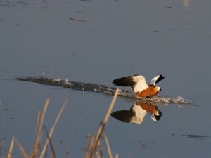 acqua, uccello, ali, riflesso, animale, decollo, riflessi, canne, nero, bianco, ammaraggio, marrone, scia, fiume, lago