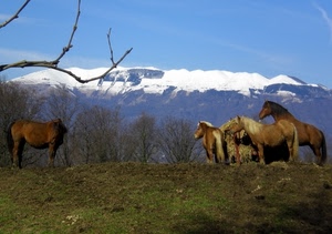 neve, cavalli, alberi, cielo, montagna, rami, erba, azzurro, montagne, bianco, quadrupedi, ramo, animali, criniere, verde, pascolo, marrone, liberi