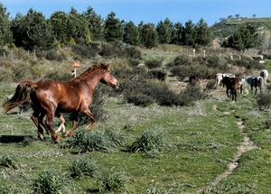 cavalli, alberi, verde, erba, cespugli, pascolo, cavallo, animali, cielo, piante, prato, coda, segnali, puledro, azzurro, campo