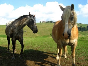 cavalli, prato, due, erba, nuvole, cielo, ombra, verde, criniera, animali, ombre, zampe, alberi, quadrupedi, collina, muso