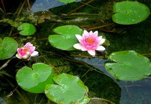 foglie, acqua, fiori, ninfee, stagno, petali, verde, rosa