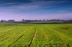 verde, campo, panorama, campi, nuvole, paesaggio, coltivazione, cielo, case, campagna
