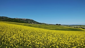 giallo, campo, colza, panorama, fiori, colline, verde, coltivazione, azzurro, cielo