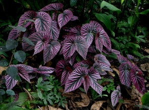 verde, foglie, viola, piante, pianta, giardino, fiori