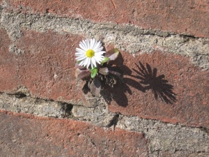 margherita, ombra, muro, fiore, mattoni, bianco, petali