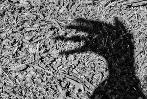 ombra, mano, bianconero, dita, foglie, mani, grigio, nero