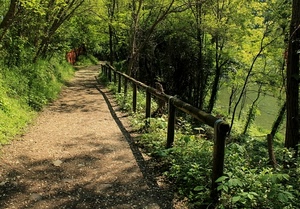 alberi, verde, sentiero, staccionata, bosco, legno, ombra, erba, foglie, piante, strada, fogliame