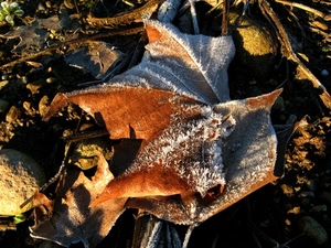 foglia, foglie, brina, marrone, gelo, secche, bianco, autunno, inverno, terra, terreno