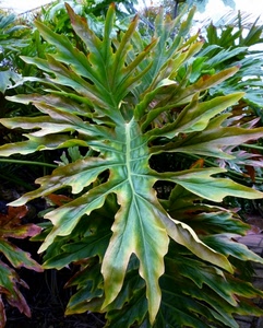 verde, foglie, pianta, foglia, giallo, nervature, natura