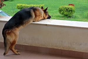 cane, verde, pastore, zampe, erba, prato, lupo, muretto, cespugli, coda, animale, affaccio, pelo, muro, balcone, tedesco, balaustra, orecchie, piante
