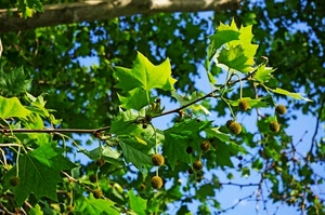 foglie, verde, rami, albero, cielo, semi, natura, frutti, alberi
