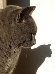 ombra, gatto, orecchie, muso, pelo, naso, nero, grigio, baffi, animale, profilo, vibrisse, micio, occhi