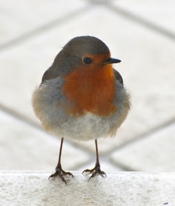 uccello, zampe, becco, pettirosso, piume, arancione, occhio, zampette