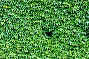 foglie, verde, edera, rampicante, natura, pianta, buco, parete, muro