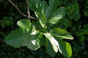 foglie, verde, ramo, pianta, fico, rami, ombra, natura, ombre, erba, luce