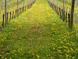 giallo, fiori, erba, viti, filari, prato, primavera