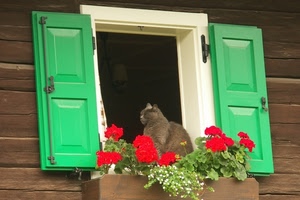 gatto, fiori, verde, finestra, rosso, persiane, legno, bianco, foglie, gerani, animale