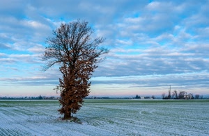 albero, nuvole, cielo, neve, paesaggio, inverno, campi, campo, prato, panorama