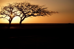 alberi, tramonto, sole, controluce, nero, silhouette, deserto, cielo, rami, arancio