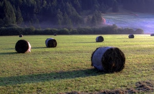 fieno, prato, balle, alberi, campo, ombre, ombra, erba, campagna, verde