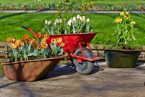 fiori, carriola, rosso, tulipani, verde, giardino, vasi, prato, ruota