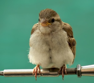 uccello, zampe, piume, becco, occhi, passero, acciaio, animale