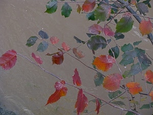 foglie, verde, rami, rosso, autunno, arancione, verdi, albero, muro, colori, foglia, arancio, blu, rametti