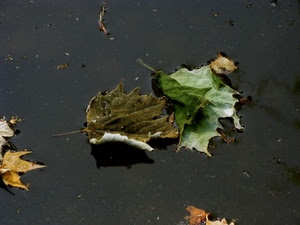 foglie, acqua, verde, autunno, ombra, cadute, pozzanghera, due