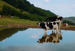 mucche, riflesso, lago, acqua, montagna, animali, stagno, pascolo, mucca, alberi
