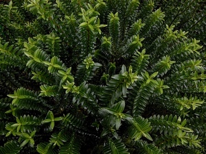 verde, foglie, pianta, rami, natura, cespuglio, prospettiva