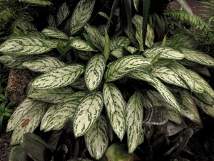 foglie, verde, pianta, bianco, natura, verdi, foglia, bianche