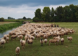 pecore, gregge, alberi, ovini, fiume, pastori, prato, cielo, erba, nuvole, pascolo, verde, canale, animali, acqua, campo