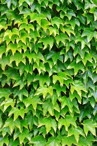 foglie, verde, edera, rampicante, natura, punte, nervature, pianta