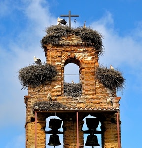 nidi, campane, cicogne, campanile, croce, uccelli, due