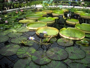 foglie, acqua, verde, ninfee, fiori, stagno, ninfea, vasca