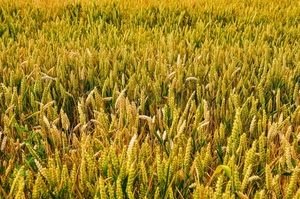 giallo, spighe, campo, grano, verde, erba, cereali, coltivazione, vegetazione