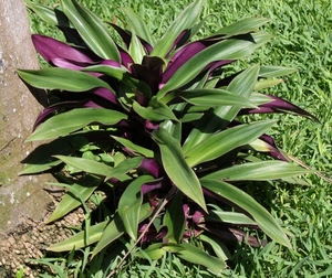 foglie, erba, pianta, verde, viola, natura, verdi