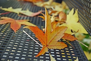 foglie, autunno, giallo, panchina, foglia, grata, gialle, griglia, ferro
