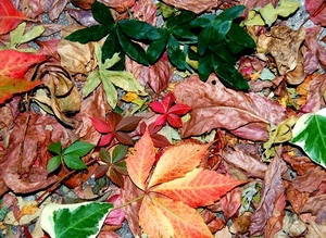 foglie, autunno, verde, rosso, marrone, colori