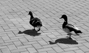 anatre, due, ombra, uccelli, bianconero, ombre, pavimento, papere, animali, selciato