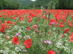 papaveri, rosso, prato, verde, fiori, campo, primavera, campagna