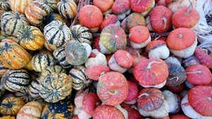 zucche, rosso, verde, giallo, bianco, autunno, tante, tanti, zucca, colori, catasta, strisce, striate, rotonde, piccioli