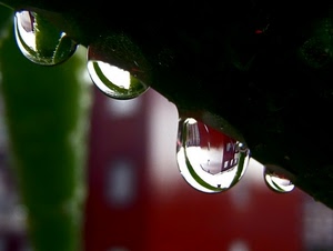gocce, rosso, riflesso, verde, quattro, acqua, riflessi, sfocato, macro, nero, diagonale, foglia