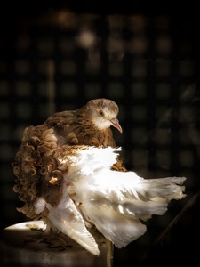 uccello, becco, piume, bianco, penne, volatile, colombo, coda, occhio, animale