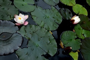 foglie, fiori, acqua, ninfee, stagno, verde, rosa, gocce, loto