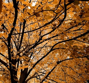foglie, albero, autunno, rami, giallo, arancione