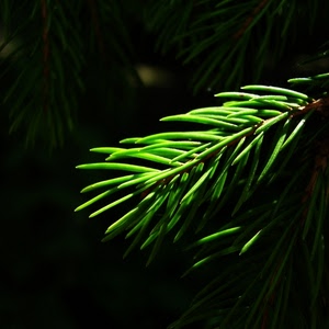 aghi, verde, pino, ramo, foglie, nero, macro